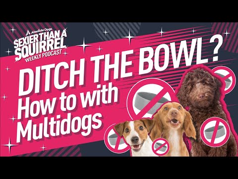 वीडियो: क्या प्रयोग करने योग्य खाई कुत्तों को अनुमति देती है?