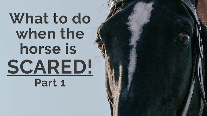 What to do when a horse is afraid - part 1 - what ...
