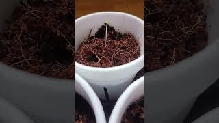 Day 5 Lettuce | looking healthy 🌱 #hydroponics #lettucefarming #urbanbukidph