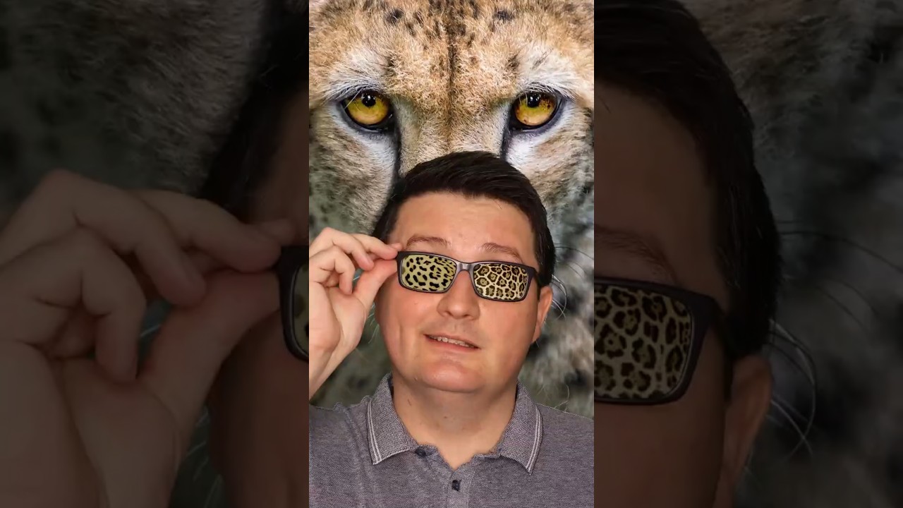 Who's who? Cheetah vs Leopard vs Jaguar | AweSIMe