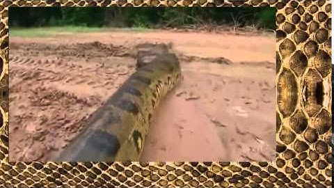 [S Animal]  Bắt Trăn Khổng Lồ - Python Anaconda Snake