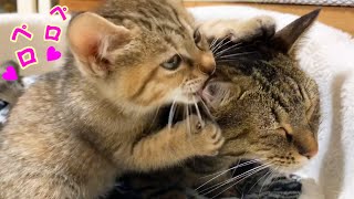 子猫に突然優しくされ固まる猫 それを見守る柴犬 A cat that is happy to be kind to a kitten