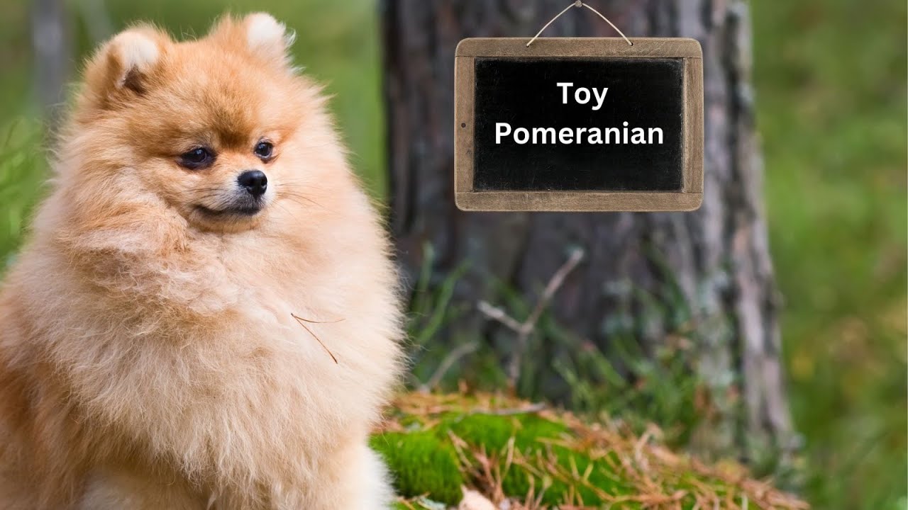 Pomeranian available premium pet house YouTube