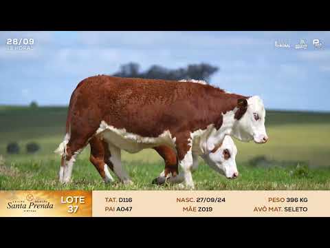 LOTE 37 - D116, D281 | LEILÃO SELEÇÃO SANTA PRENDA VIRTUAL