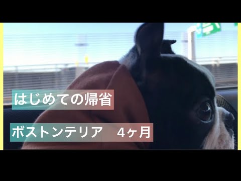 【ボストンテリア4ヶ月】わんこ　はじめての帰省　車移動編　【ボストンテリアとの生活】