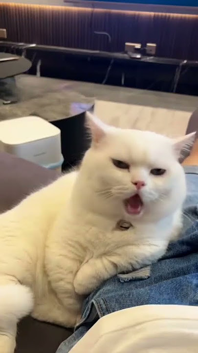 aaaa ttu ttuu #funny #cat #memes #catlovers