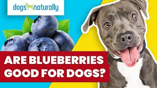 Are Blueberries Good For Dogs?