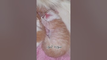 آداب الاستئذان كما ورد في سورة النور📢❤️علموا ابناؤكم آداب الاستئذان 🥰🥰