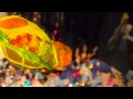 「ブロンドのカメラ」ストップモーションアニメ
