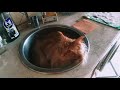 Мейн-кун спит в раковине и не хочет уходить! Maine Coon is sleeping in the sink and doesn't go away