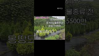25-85창원북면 소형토지 텃밭 돈되는에메랄드심어놓은땅 매매5500만