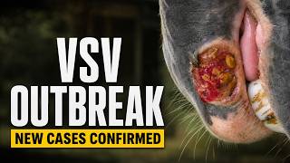 Vesicular Stomatitis Virus Outbreak Spreads (VSV): What Horse Owners Need to Know Now