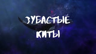 Зубастые киты - стих