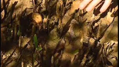 Greening of Eritrea - 17min