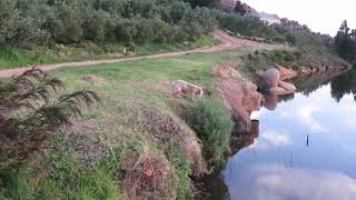 Sunset with Sandy & Fluff in the Helderberg, South Africa