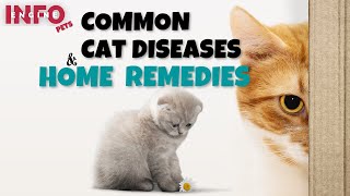 Cat Common Diseases and Home Remedies | How to Tackle Cat Diseases at Home #cat #diseasesandremedies by Info Engine - Pets 36 views 1 year ago 3 minutes, 23 seconds