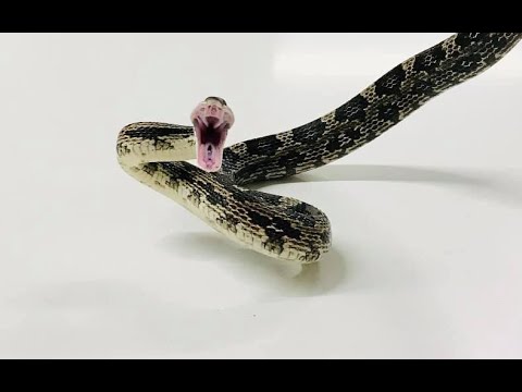 Najgroźniejsze Węże Świata 2