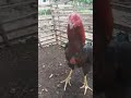Salam satu hobi sahabat!!