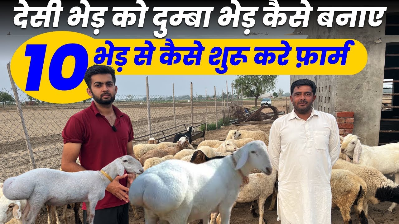 10 Turki Dumba से Ship Farm,Dumba भेड़ से Lakho Kamai,GoatFarm Business Plan 
