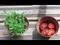 طريقة تحضير بذور الطماطم في المنزل