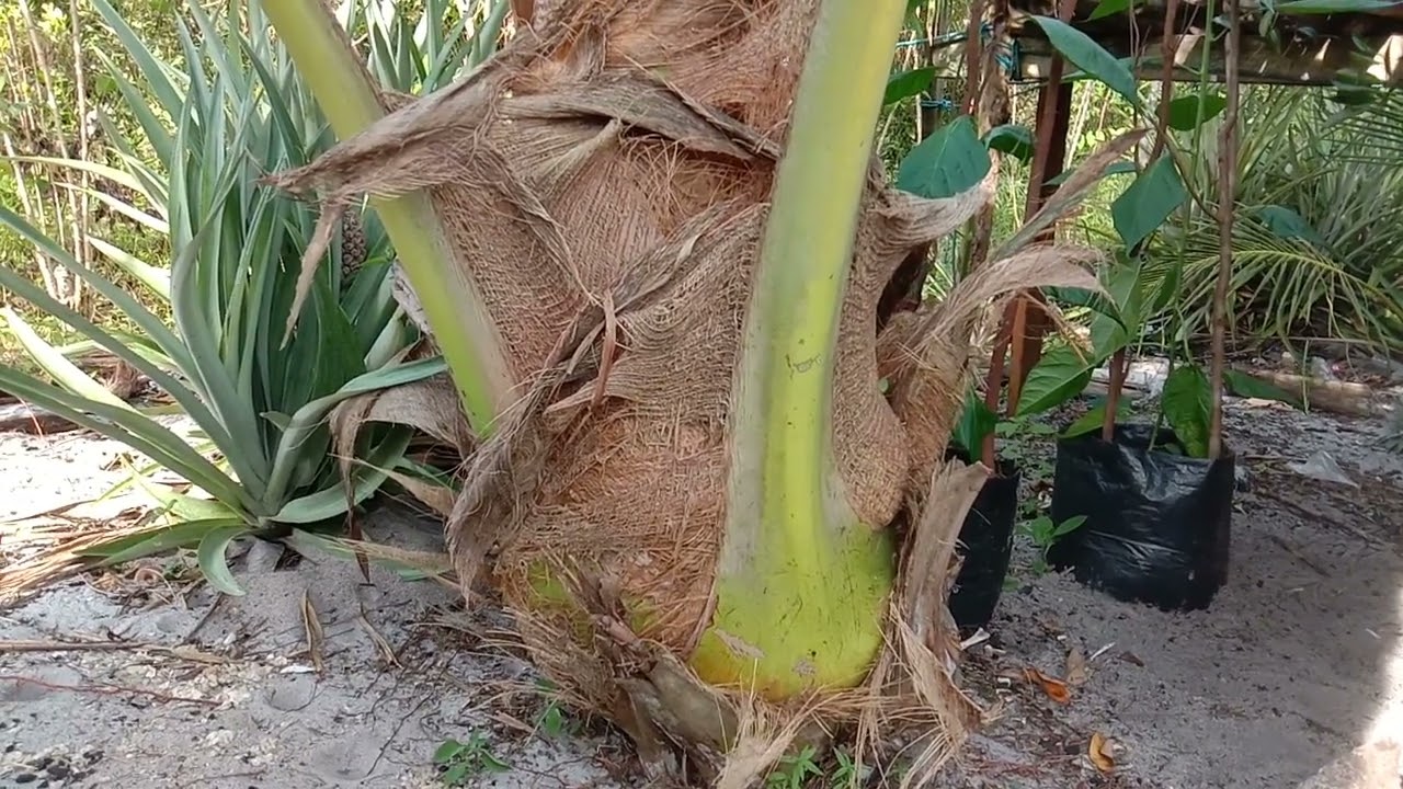 bibit kelapa betina lebih cepat pertumbuhan nya..