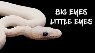 How to Make a Ball Python with 'Bug Eyes' or 'Micro Eyes'