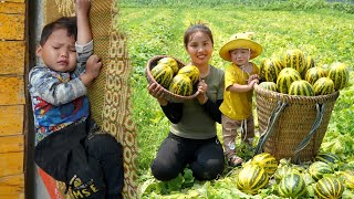 Duong Cung Be harvests melons and brings them to the market to sell - buy milk for her children