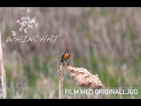 Buskskvätta - Beautiful Whinchat with lovely song. 4k wildlife video