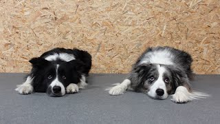 Πως Εκπαιδεύουμε τους σκύλους μας | Ένα βίντεο για μία πολύ συχνή ερώτηση! by Woofland 6,154 views 2 years ago 4 minutes, 26 seconds