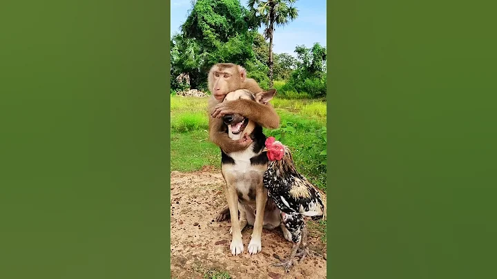 Great video Super SokYaa Very Adorable & Harmony Animals Around The World #shorts