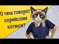 КОРЕЙСКИЙ ЗА 5 МИНУТ. Чему могут научить котики?