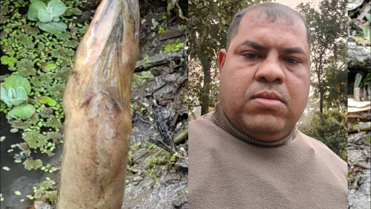 5kg কুচে মাছ ধরলাম বন্ধুরা মোটা মোটা #big  sige ellfish volag#volg #vido