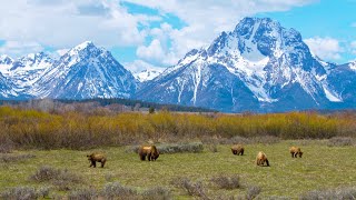 Grizzly 399 and 4 Cubs eating and... | Wildlife in 4K | Inspire Wild Media by Inspire Wild Media 2,086 views 2 years ago 2 minutes, 26 seconds