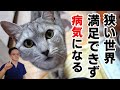 【世界基準の飼い方】あなたの猫は満足してる??~猫が健康で快適に生きるための5つの柱~