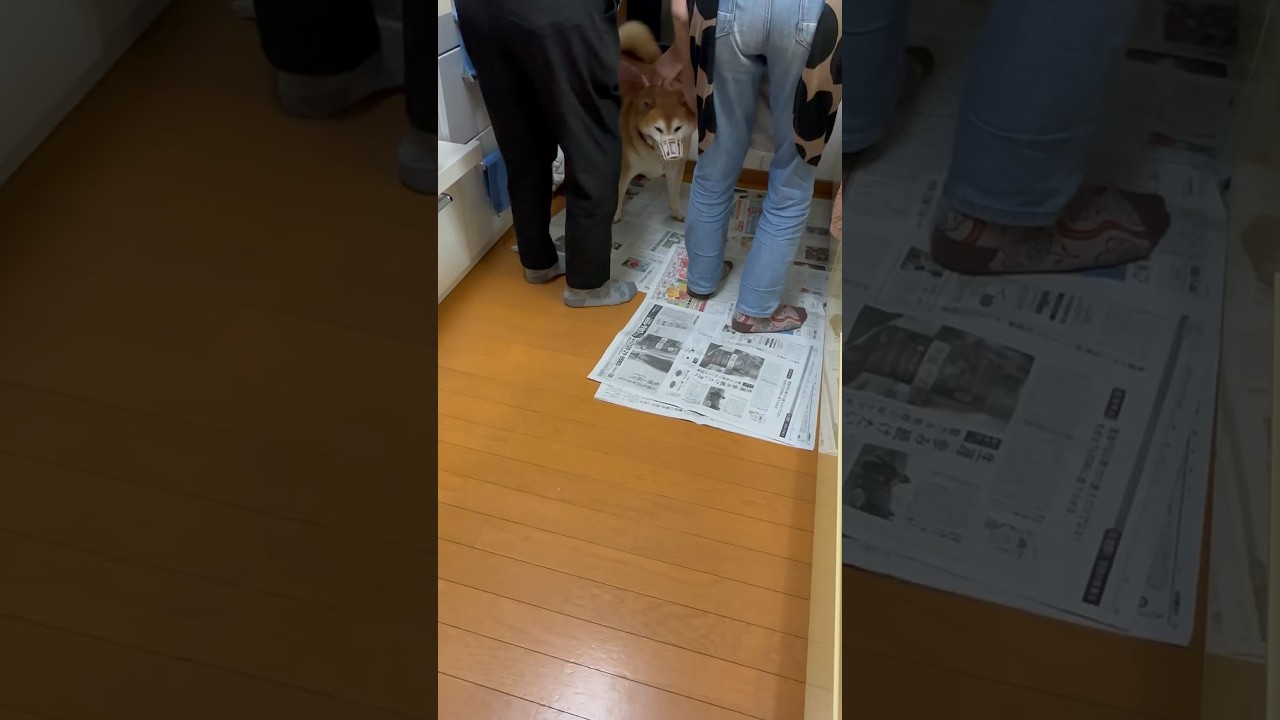 柴犬福 解放された柴犬！🤣Shiba-mask🤣