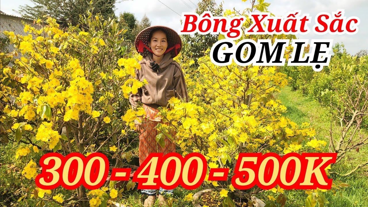 📞 HỒNG 0387803387 MAI TÀNG HOA XUẤT SẮC CỰC RẺ GOM LẸ BAO SHIP 22/02/2026 | Bến Tre Ơi