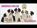 CACHORROS DE BORDER COLLIE bebes y perros pequeños