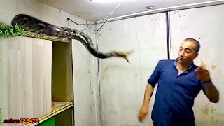 Ozzy Man Reviews: Palestinian Steve Irwin