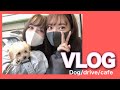 【VLOG】諭吉と小町を連れて妹とドライブしながらカフェに行きました！