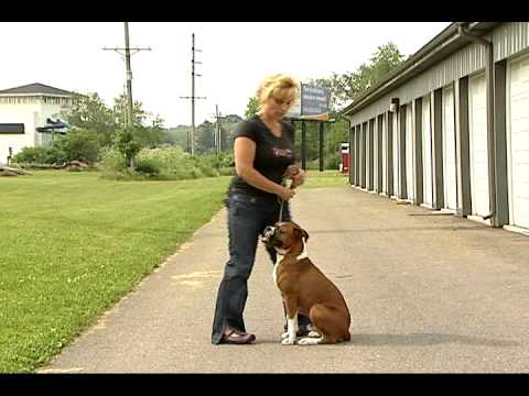 Sit / Sit Stay - Easy Dog Training
