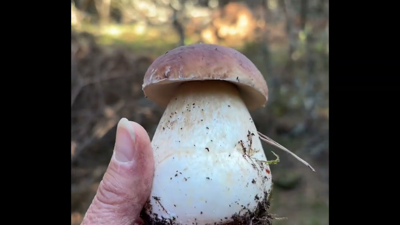 Cèpes de septembre !!!! 
