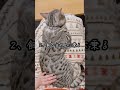 猫が飼い主を下僕だと思っている行動！【猫の雑学】#ベンガル #ベンガル猫 #ねこのいる暮らし