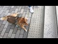 淡路島に日帰り旅行もヘタレっぷりを発揮する柴犬
