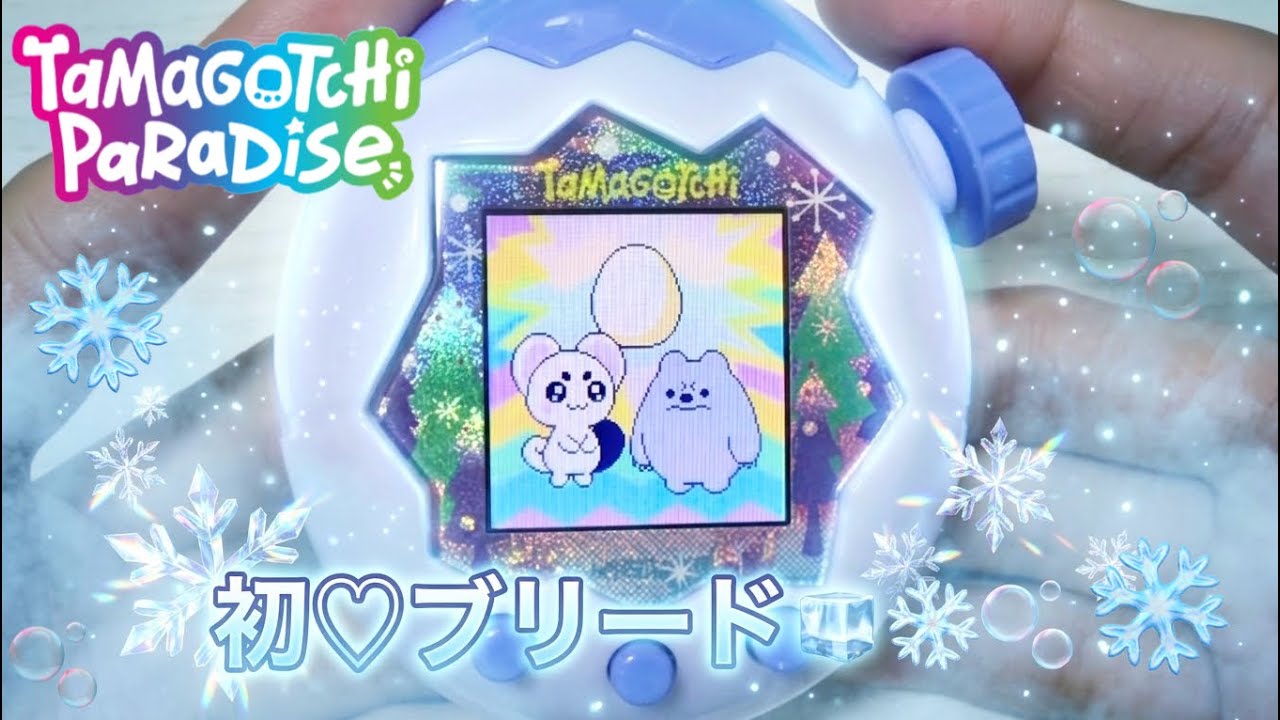 New Tama Para] Got the cutest genes from my first breed with