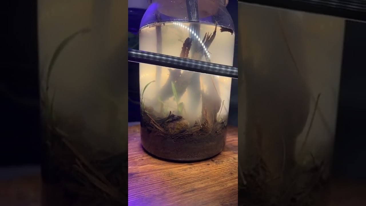 Eco Jar tiktok bellapasquetti