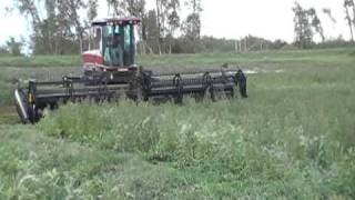 swathing alfalfa