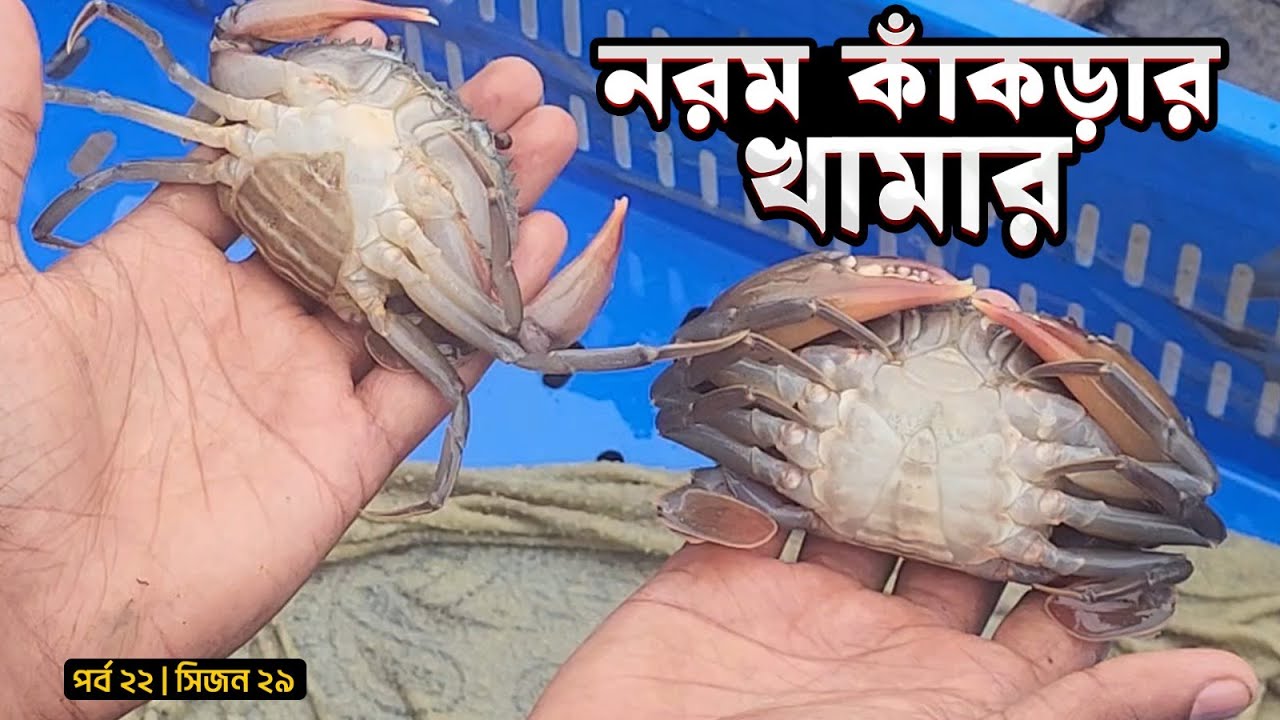 Mohsin Shell নরম খোলের কাঁড়ার খামার | সফটশেল ক্র্যাব | Soft Shell Crabs | পর্ব ২৩ ...
