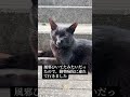 野良猫のクロ子が風邪をひいていたので、動物病院に連れて行き、抗生物質を点滴しました。元気になりました。#shorts #保護猫 #野良猫 #黒猫