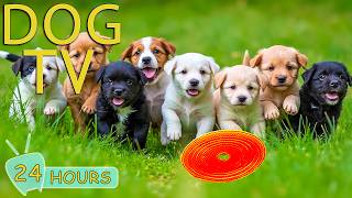 DOG TV: Videos Anti-Anxiety with Soothing Music for Dogs Home Alone All Day Long - Music for Dogs
