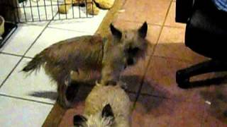 MVI_0808.avi